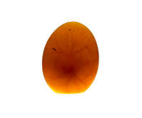Œufs fécondés
