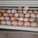03 &mdash; L'incubation